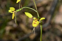 Diuris pardina × chryseopsis