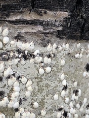 Lecanora caesiorubella