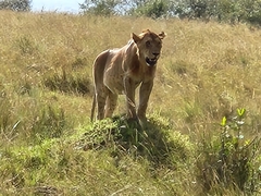 Panthera leo melanochaita