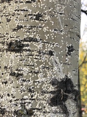 Lecanora caesiorubella