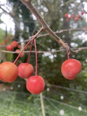 Malus baccata