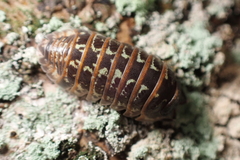 Armadillidium pictum
