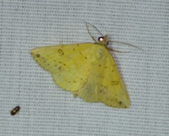 Hemeroplanis floccalis