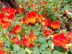 Tropaeolum