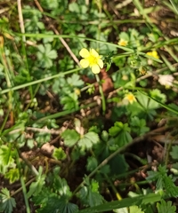 Potentilla argentea