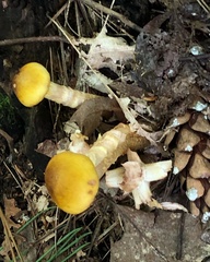 Cortinarius triumphans