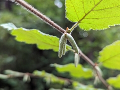 Corylus cornuta