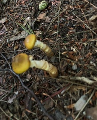 Cortinarius triumphans