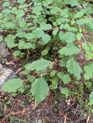 Corylus cornuta
