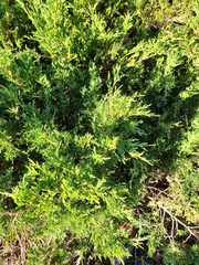 Juniperus horizontalis