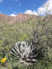 Agave parryi