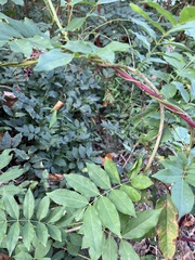 Wisteria sinensis