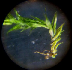 Amblystegium serpens