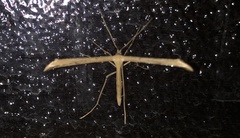 Pterophorinae
