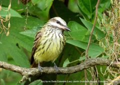 Myiodynastes luteiventris