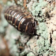 Armadillidium pictum