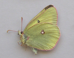 Colias gigantea
