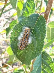 Melitaea