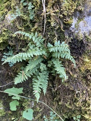 Asplenium fontanum