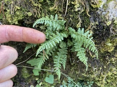 Asplenium fontanum