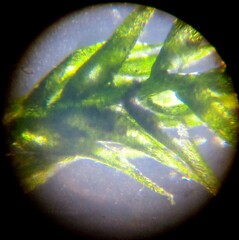 Amblystegium serpens