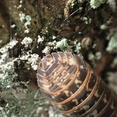 Armadillidium pictum