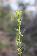 Phyllanthus hirtellus