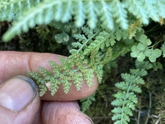 Asplenium fontanum