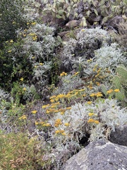 Constancea nevinii