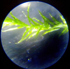 Amblystegium serpens