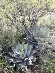 Agave parryi