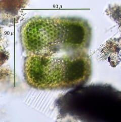 Cosmarium