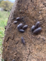 Porcellio