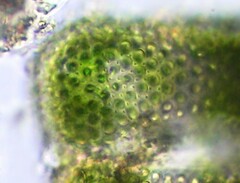 Cosmarium