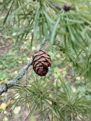 Larix