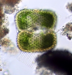 Cosmarium