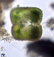 Cosmarium