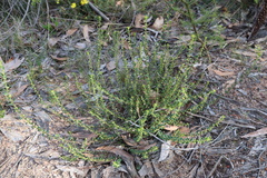 Phyllanthus hirtellus