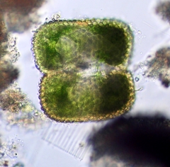 Cosmarium