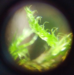 Amblystegium serpens