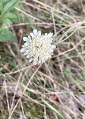 Scabiosa ochroleuca
