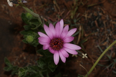 Dimorphotheca spectabilis