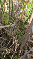 Epilobium leptophyllum