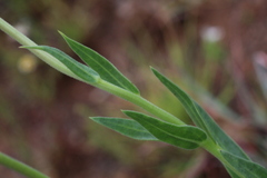 Dimorphotheca spectabilis