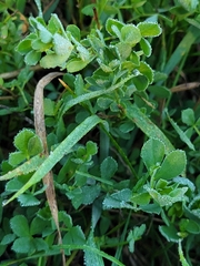 Medicago lupulina