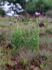 Dimorphotheca spectabilis