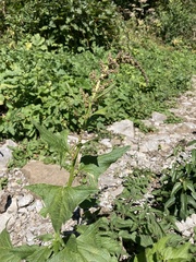 Blitum bonus-henricus