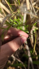 Epilobium leptophyllum