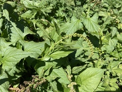 Blitum bonus-henricus