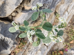 Heliotropium europaeum